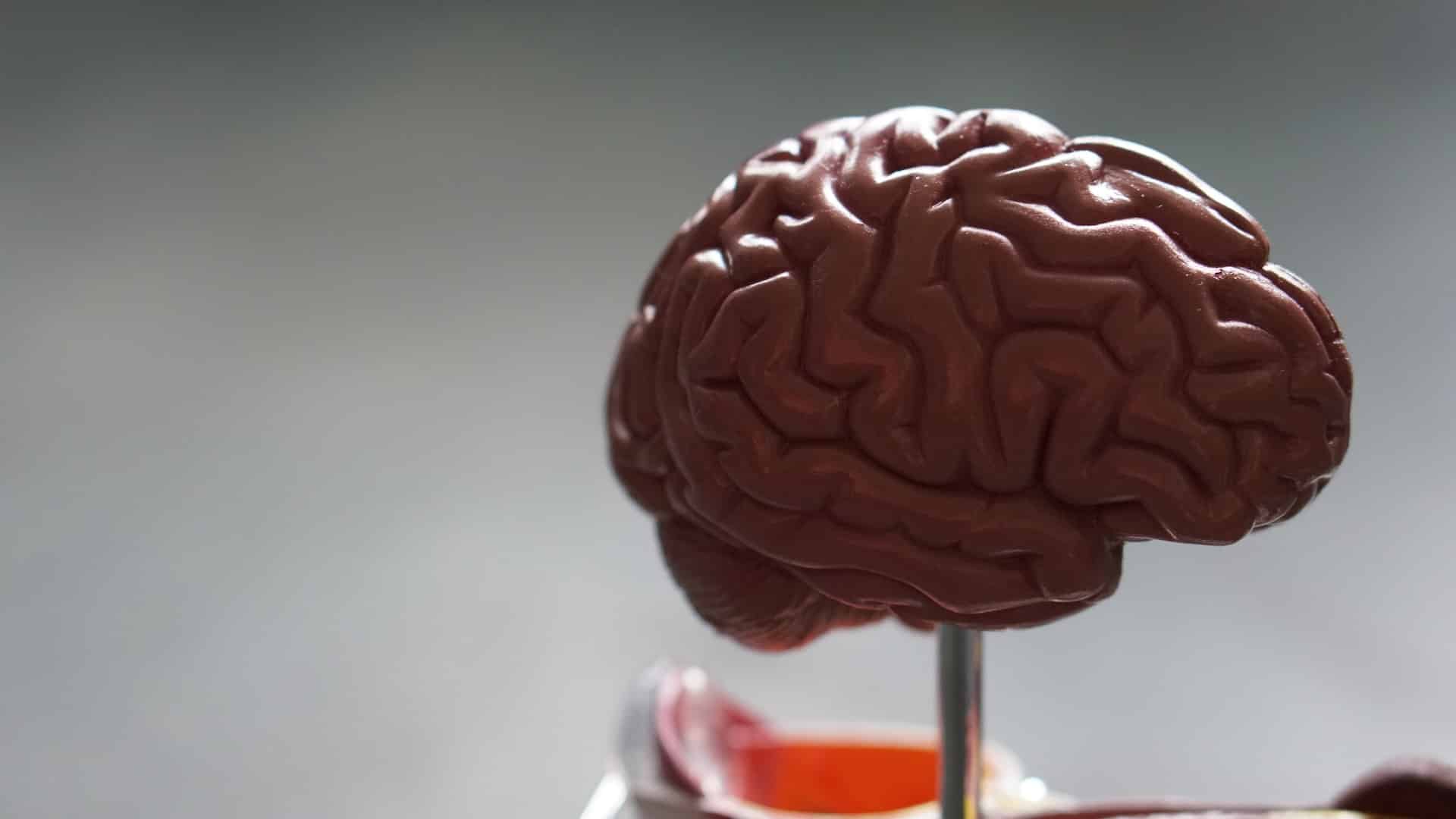 brain model